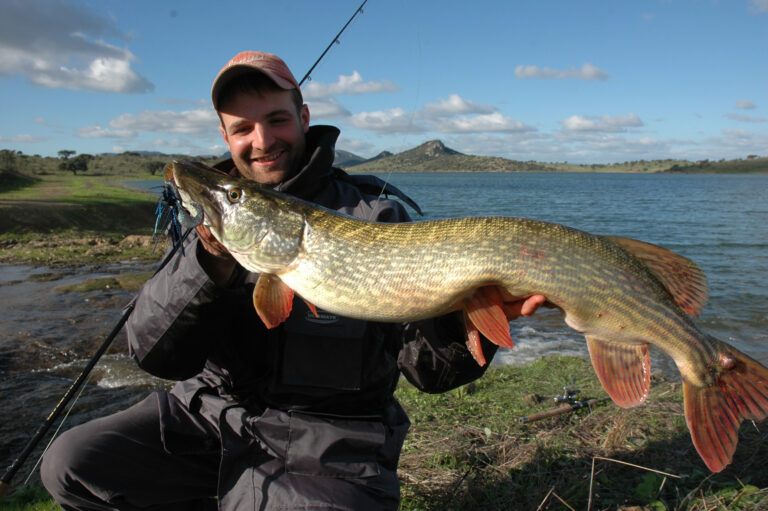 Où est pêcher le cabillaud ? Où est pêcher le cabillaud ?