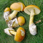 Où et quand trouver des Oronges ?