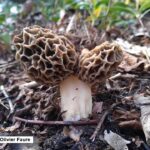 Où et quand trouver des chanterelles ?