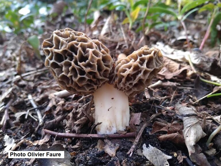 Où et quand trouver des chanterelles ?