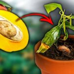 Où faire pousser un avocatier ?