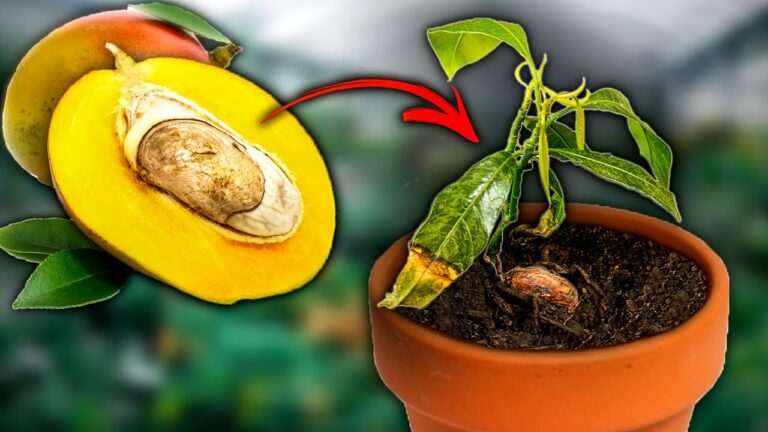 Où faire pousser un avocatier ?