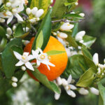 Où mettre de la fleur d'oranger ?