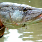 Où mettre son poisson pêché ?