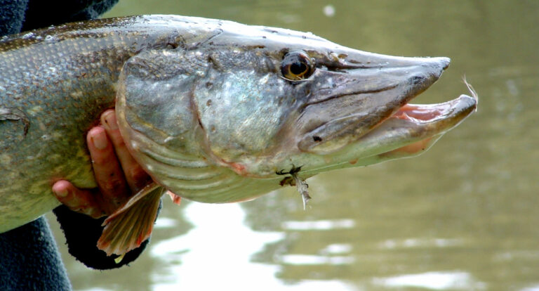 Où mettre son poisson pêché ? Où mettre son poisson pêché ?