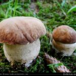 Ou montrer ses champignons ?