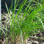 Où placer la ciboulette dans le jardin ?