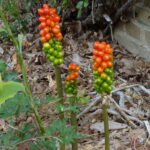 Où planter tritoma ?