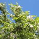 Où pousse l'acacia ?