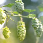 Où pousse le robinier en France ?