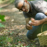 Ou ramasser champignons Marseille ?