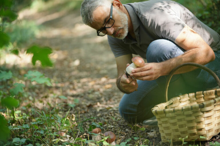 Ou ramasser champignons Marseille ? Ou ramasser champignons Marseille ?