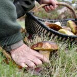 Ou ramasser des champignons en Provence ?