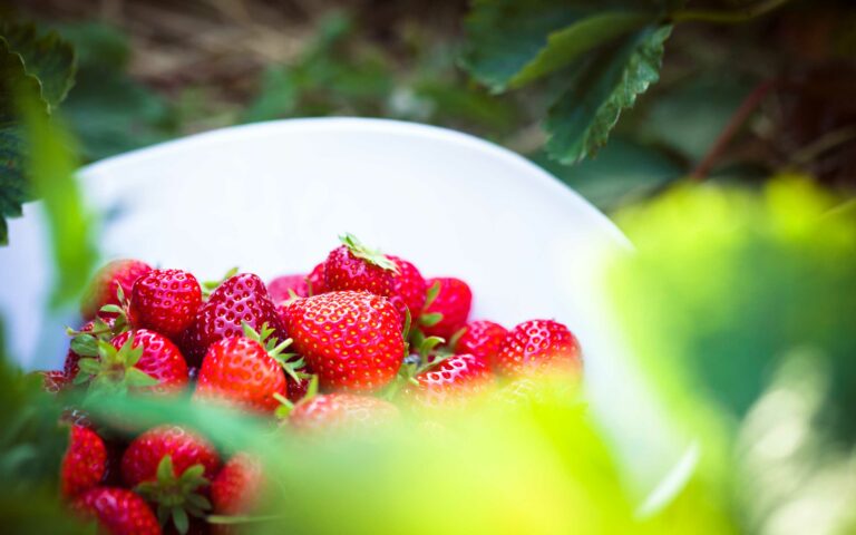 Où ranger les fraises ? Où ranger les fraises ?