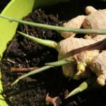 Où se cultive le gingembre ?