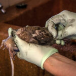 Où se procurer de l'encre de seiche ?