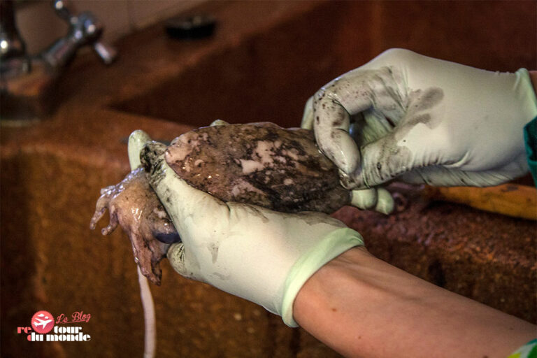 Où se procurer de l'encre de seiche ?