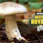 Où se renseigner sur les champignons ?