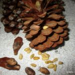 Où se trouve le pignon de pin ?