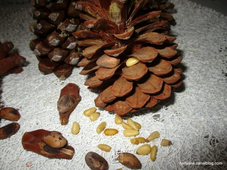 Où se trouve le pignon de pin ?