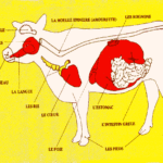 Où se trouve le ris de veau sur l'animal ?