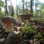 Où se trouve les cèpes en forêt ?