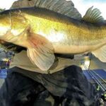 Où se trouvent les gros sandres ?