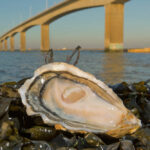 Où sont les meilleures huîtres en France ?