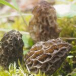 Où trouver de la brousse ?