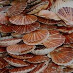Où trouver de la coquille Saint Jacques ?