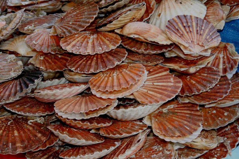 Où trouver de la coquille Saint Jacques ?