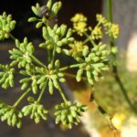 Où trouver de l'aneth sauvage ?