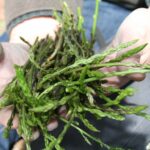 Où trouver des asperges sauvages dans les PO ?