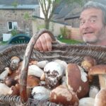 Où trouver des champignons autour de moi ?