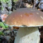 Où trouver des champignons dans les Bouches du Rhone ?