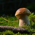 Où trouver des champignons sanguins en Provence ?