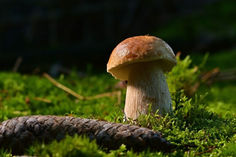 Où trouver des champignons sanguins en Provence ?