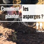 Où trouver des griffes d'asperges ?