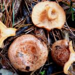 Où trouver des lactaire sanguin ?