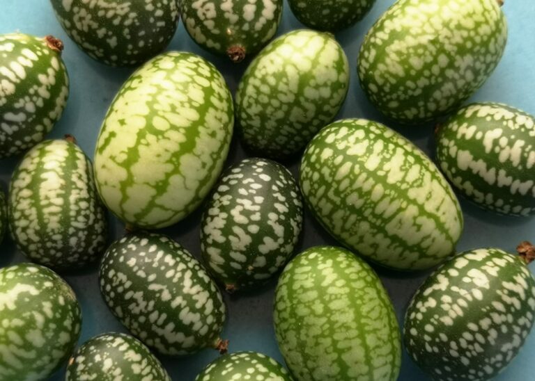 Où trouver des mini concombre ? Où trouver des mini concombre ?