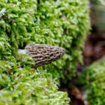 Où trouver des morilles dans le Morvan ?
