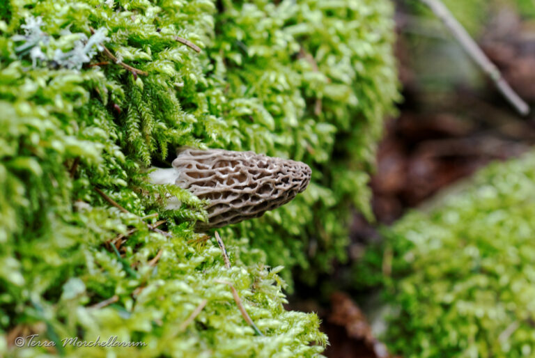 Où trouver des morilles dans le Morvan ? Où trouver des morilles dans le Morvan ?