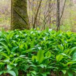 Où trouver des pleurotes sauvages ?