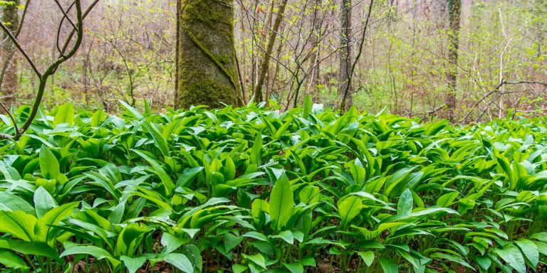 Où trouver des pleurotes sauvages ?