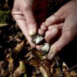 Où trouver du mycélium de champignon ?