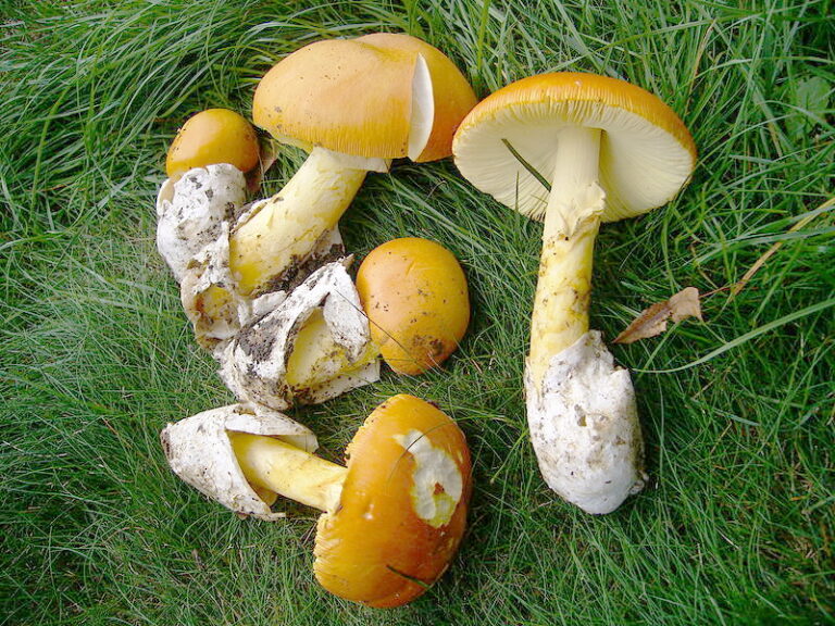 Où trouver l'amanite des Césars ?