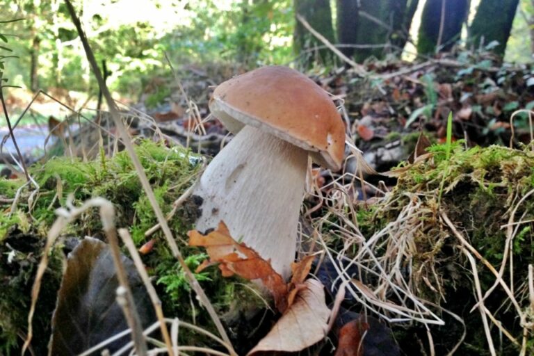 Où trouver le champignon reishi ?