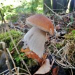 Où trouver le champignon reishi ?