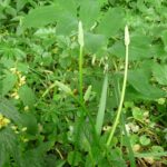 Où trouver les asperges des bois ?