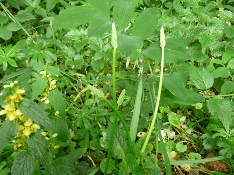 Où trouver les asperges des bois ? Où trouver les asperges des bois ?